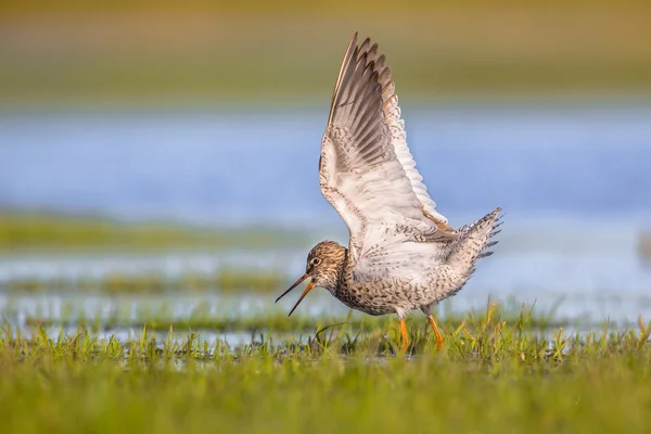 Male Common redshank displaying while standing in wetland — Stock Photo, Image