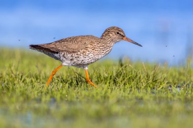Ortak redshank çim ile yürüyüş