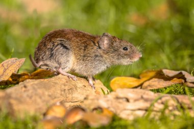 Oturum açma poz banka vole