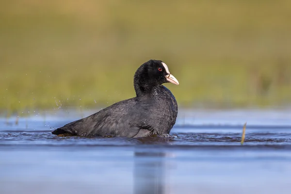 Lyska černá vodní ptactvo praní v rybníku mokřad — Stock fotografie