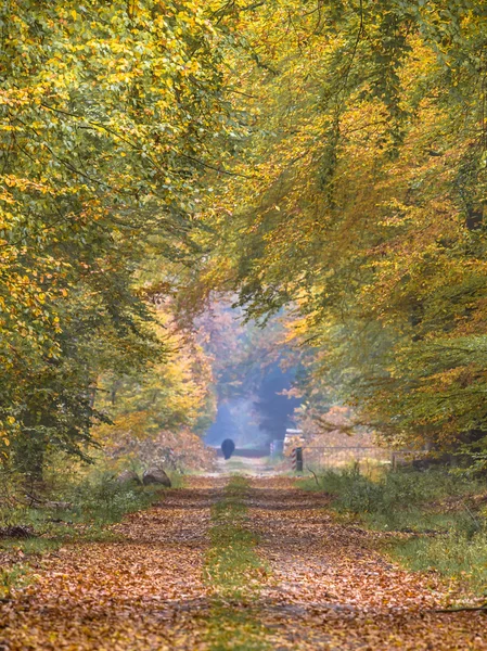 Voie d'automne avec hêtre imposant — Photo