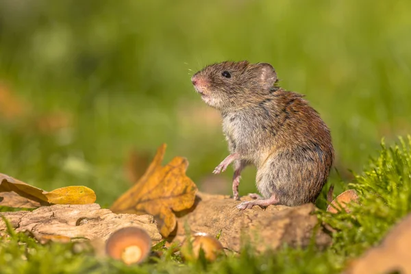 银行田鼠在秋天的自然栖息地 — 图库照片