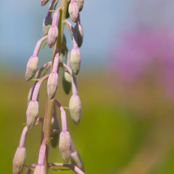 Weidenkrautknospen im Frühjahr — Stockfoto