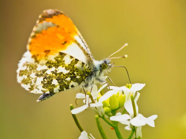 Orangefarbener Schmetterling — Stockfoto