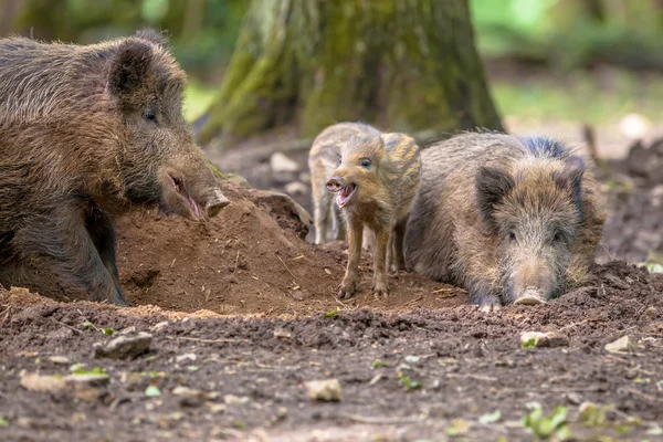 Familie der Wildschweine — Stockfoto