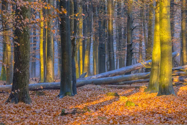 Metsä, jossa on koivun keltaisia lehtiä syksyn aikana — kuvapankkivalokuva