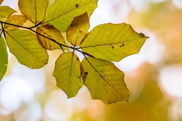 Осенние листья европейского бука в теплых тонах — стоковое фото