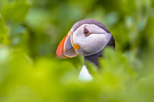 Puffin 초상화 엿보기 — 스톡 사진