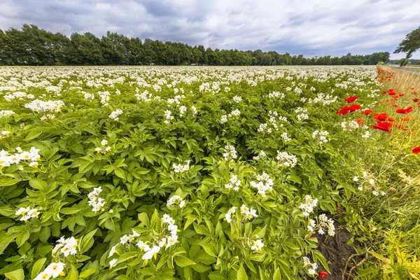 Campo de patata ecológica Países Bajos — Foto de Stock