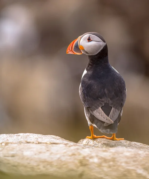 Puffin πάνω σε βράχο με σκούρο φόντο — Φωτογραφία Αρχείου