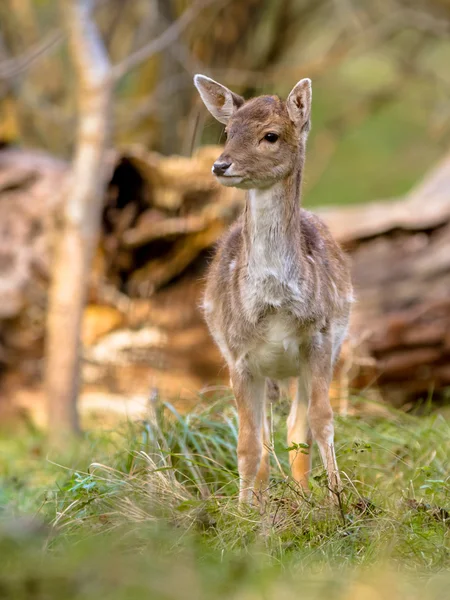 Damwildkalb — Stockfoto