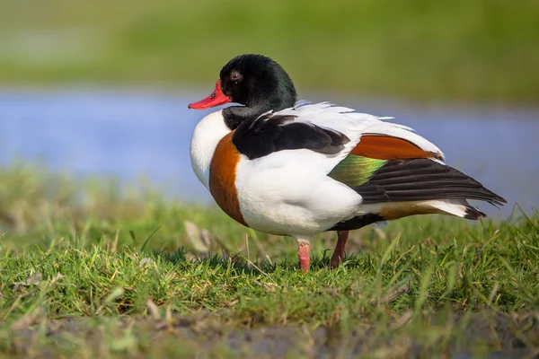 Bergeend rusten — Stockfoto