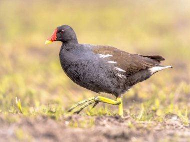 Flanders Belçika 'daki sulak gölet kıyısında koşan ortak Moorhen (Gallinula kloropus) kuşu. Parlak düzenleme.