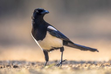 Kiskunsagi Ulusal Parkı, Pusztaszer, Macaristan 'da kameraya bakan Avrasya Magpie (Pica pica). Şubat.