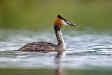 Great Crested Grebe (Podiceps kristali) su kuşu göl suyunda yüzüyor ve yanına bakıyor