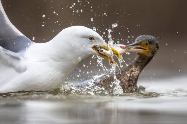Sarı bacaklı martı (Larus michahellis) ve Büyük Karabatak (Phalacrocorax carbo) Csaj Gölü, Kiskunsagi Ulusal Parkı, Pusztaszer, Macaristan 'da sığ sularda balık için kavga ederler. Şubat.