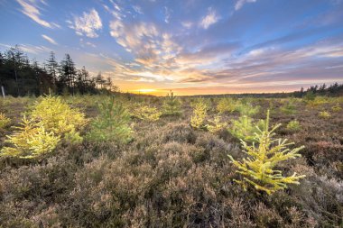Gün batımında canlı mavi bulutlu gökyüzü altında parlak renkli tarla kuşu (Larix decidua) ağaçlarıyla Heathland manzarası. Drenthe, Hollanda