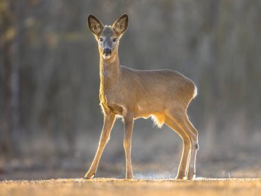 Roe geyiği (Capreolus capreolus) Kiskunsagi Ulusal Parkı, Pusztaszer, Macaristan 'da kameraya bakıyor. Şubat.