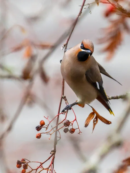 Bohemian Waxwing Bombycilla Garrulus Starling Sized Passerine Bird Breeds Northern — Stock Photo, Image