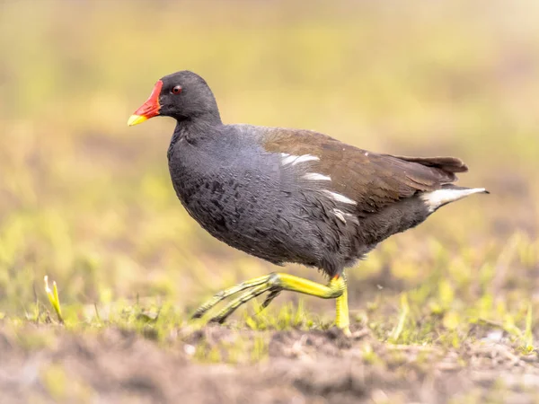 Flanders Belçika Daki Sulak Gölet Kıyısında Koşan Ortak Moorhen Gallinula — Stok fotoğraf