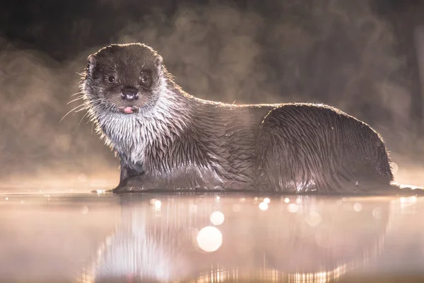 European Otter Lutra Lutra Ondiep Water Nachts Kiskunsagi National Park — Stockfoto