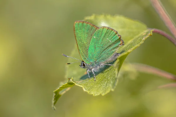 Porte Cheveux Vert Callophrys Rubi Papillon Reposant Sur Une Feuille — Photo