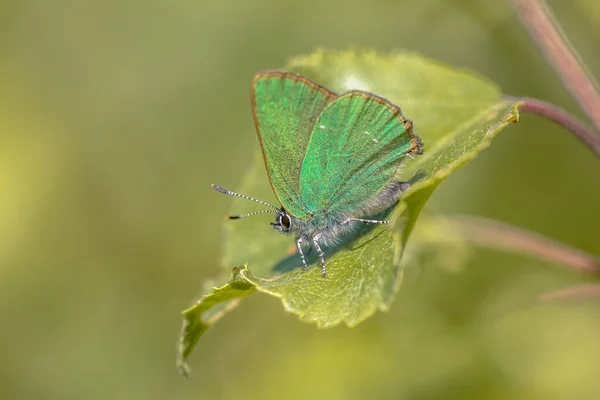 Faixa Cabelo Verde Callophrys Rubi Borboleta Descansando Folha Verde Com — Fotografia de Stock