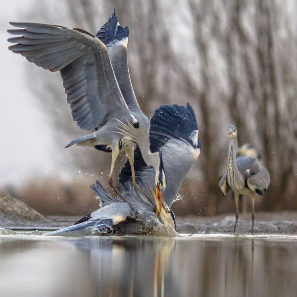 Två Gråa Kättare Slåss Revir Vid Sjön Csaj Kiskunsagi Nationalpark — Stockfoto