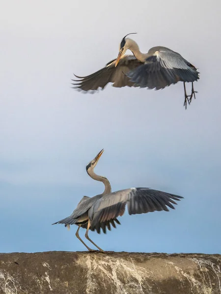 Två Gråa Kättare Slåss Revir Vid Sjön Csaj Kiskunsagi Nationalpark — Stockfoto