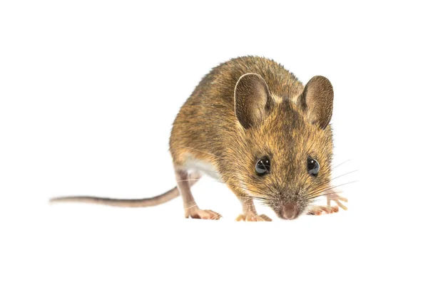 Rato Madeira Com Medo Apodemus Sylvaticus Isolado Sobre Fundo Branco — Fotografia de Stock