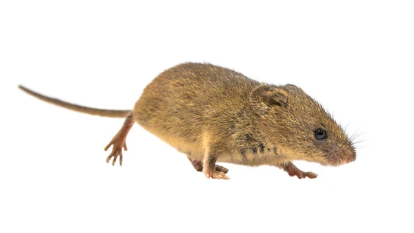 Cute Harvest Mouse Micromys Minutus Andando Sobre Fundo Branco Tiro — Fotografia de Stock