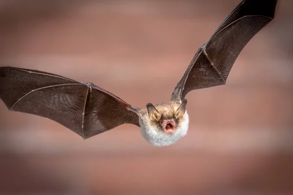 飞行的捕猎者蝙蝠 Myotis Nattereri 在砖头背景下的动作射击 该物种体形中等 腹部发白 夜间活动 产于欧洲和亚洲 — 图库照片