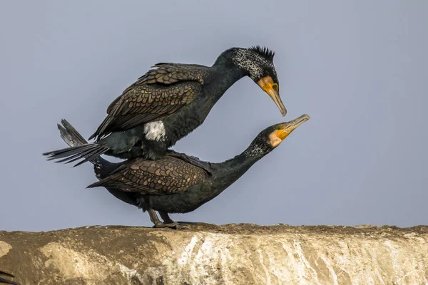 Gran Pareja Cormoranes Phalacrocorax Carbo Apareándose Lago Csaj Parque Nacional — Foto de Stock