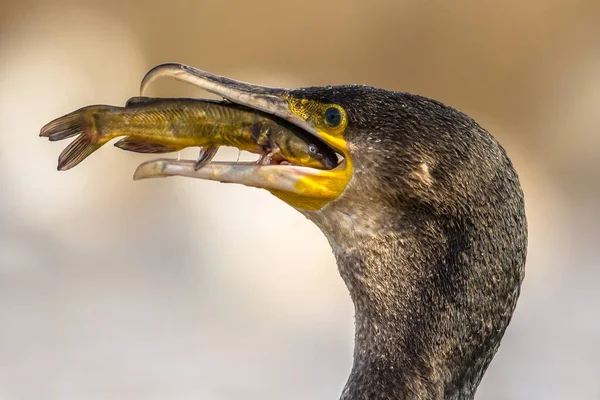 Great Cormorant Phalacrocorax Carbo Eating Black Bullhead Ameiurus Melas Caught — Stock Photo, Image
