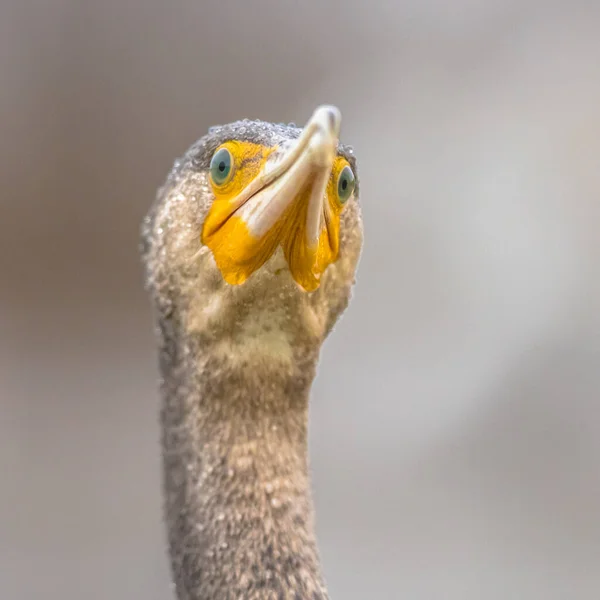 Gran Cormorán Phalacrocorax Carbo Mirando Cámara Lago Csaj Parque Nacional —  Fotos de Stock