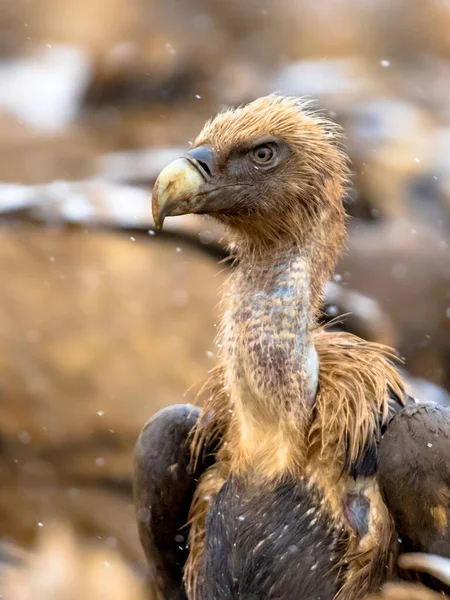 Griffon Vulture Gyps Fulvus Portresi Spanyol Pireneleri Katalonya Spanya Nisan — Stok fotoğraf