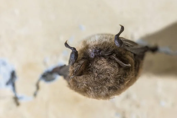 Murciélago Susurrado Myotis Mystacinus Hibernando Techo Del Búnker Subterráneo Los — Foto de Stock