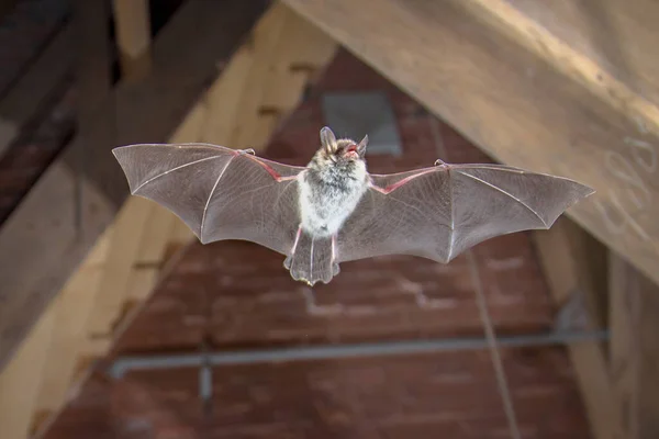 Uçan Natterer 'in sopasıyla (Myotis nattereri) şehir kilisesinin ahşap tavan arasında hayvan avlarken çekilen çekim. Bu tür, Avrupa ve Asya 'nın kentsel bölgelerinde tünediği ve yaşadığı bilinmektedir..