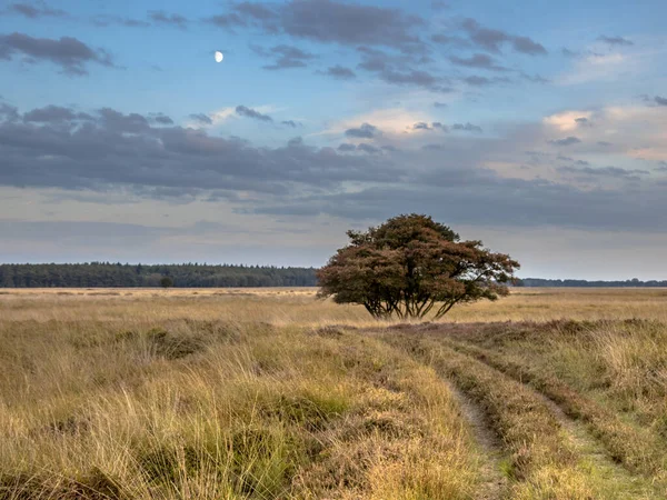 Naturlandskap Nära Hijken Provinsen Drenthe Vacker Sommarkväll Nederländerna — Stockfoto