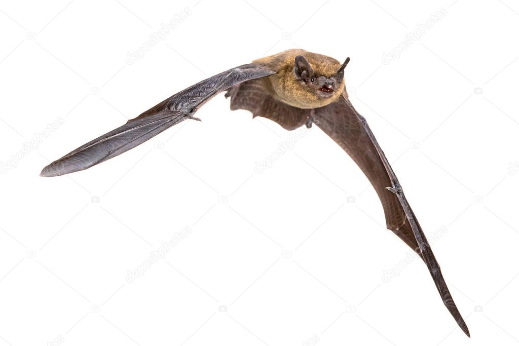 Flying Pipistrelle bat (Pipistrellus pipistrellus) action shot of hunting animal isolated on white background. This species is know for roosting and living in urban areas in Europe and Asia.