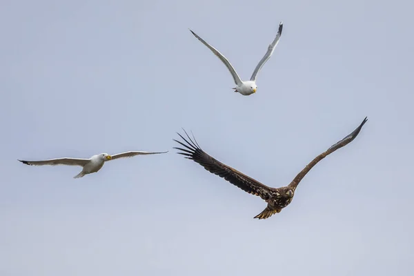 Flygande Havsörn Haliaeetus Albicilla Jagad Måsar Vid Sjön Csaj Kiskunsagi — Stockfoto