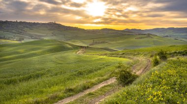 Val d 'Orcia Tuscany, İtalya' nın sarp tepelerindeki ağaçların oluşturduğu sakin bir arazide toprak izi..