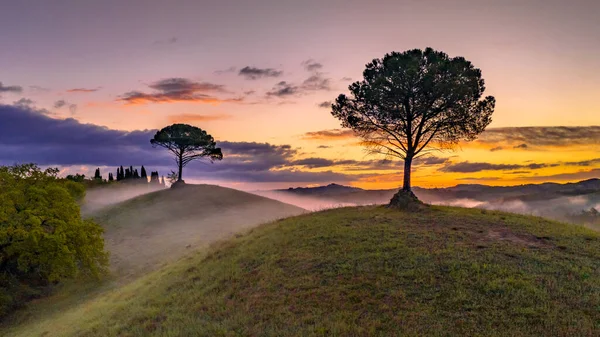 Paesaggio Sogno Con Dolci Colline Cipressi Nebbia Mattutina All Alba — Foto Stock