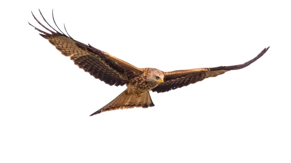 Cometa Roja Milvus Milvus Volando Aislada Sobre Fondo Blanco — Foto de Stock