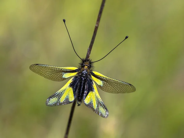 Sulfuro Búho Libelloides Coccajus Especies Raras Insectos Que Descansan Rama — Foto de Stock