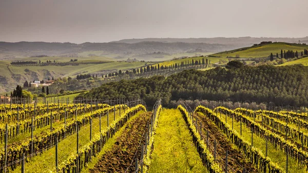 Vinhedo Colinas Nebulosas Asciano Chiusure Toscana Itália Abril — Fotografia de Stock