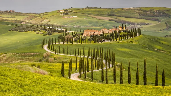 Fila Ciprestes Nas Colinas Toscana Itália Abril — Fotografia de Stock