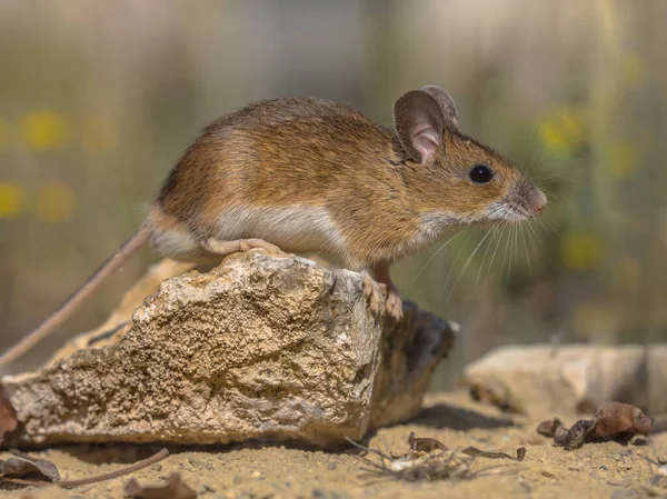 Mysz Żółtym Karku Apodemus Flavicollis Siedząca Skale Patrząca Kamerę Tle — Zdjęcie stockowe