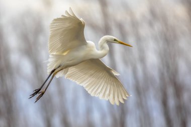 Csaj Gölü, Kiskunsagi Ulusal Parkı, Pusztaszer, Macaristan 'da Büyük Beyaz Akbalıkçıl (Ardea alba) uçmaktadır. Şubat. Asya, Afrika, Amerika ve Güney Avrupa 'da dört alt türü bulunan büyük, yaygın bir balıkçıl türüdür..
