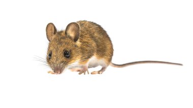 Beyaz arka planda izole edilmiş suçlu görünümlü Wood mouse (Apodemus sylvaticus). Bu sevimli fare Avrupa 'nın çoğunda bulunur ve çok yaygın ve yaygın bir türdür..